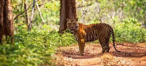 Anshi National Park